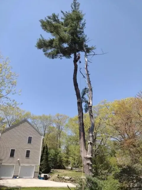 work photo from jptreeservices.net