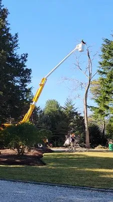 Eager Beaver Tree Services work photo