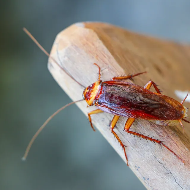 Cockroaches Pest Control In MA