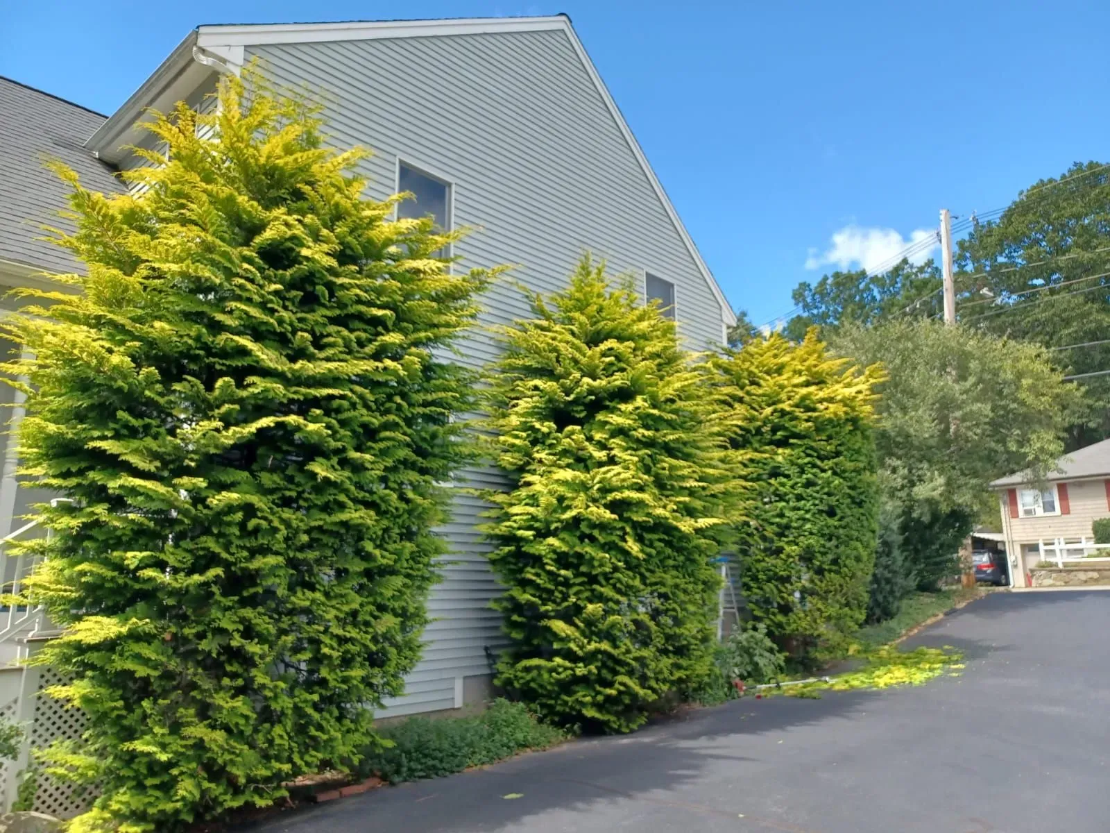 Tree service