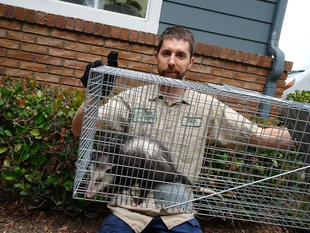 Wildlife Trapping Professionals of Cape Cod work photo