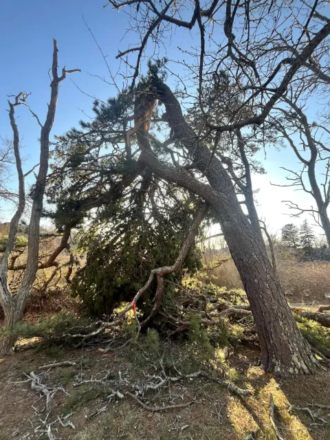 Fallen tree with broken branches and debris on the ground in a wooded area with clear blue sky.