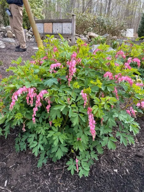 Pink bleeding heart flowers on a lush green plant in a garden, with a person standing nearby.