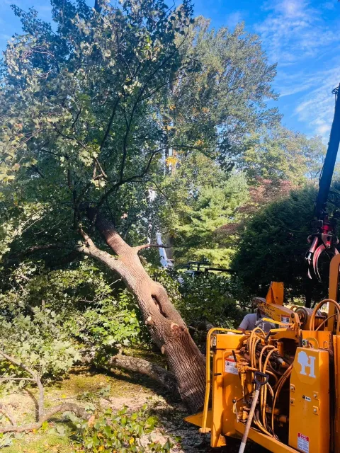 A tree has fallen and is being cut down by a worker using heavy machinery, with lush green foliage and a clear blue sky overhead.