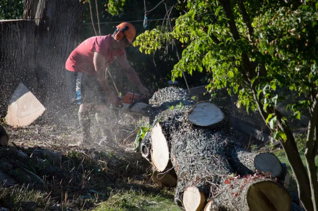 Arbortech Tree Inc. work photo