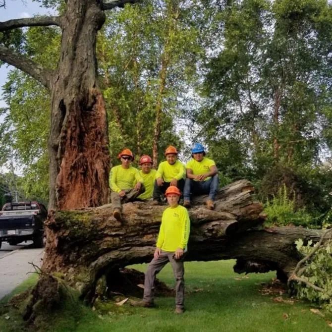RGS Tree Service Inc