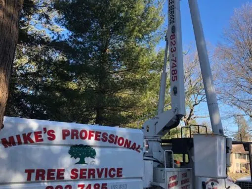 Mikes-Prof-Tree