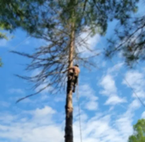 work photo from a2ztreecare.com