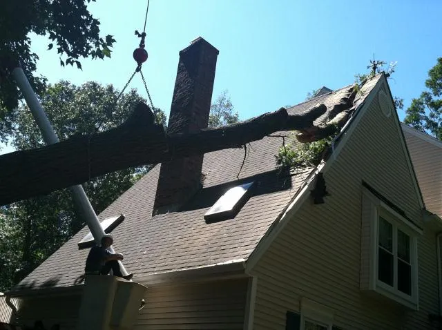 work photo from rttreeremoval.com