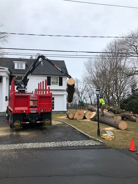 Hutchinson Tree Care work photo