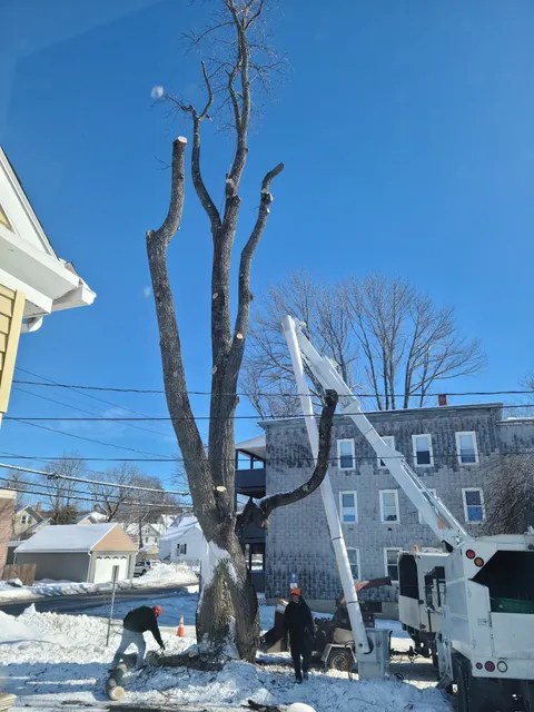 JACOBY TREE SERVICE work photo