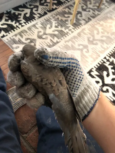 work photo from wmwildliferemoval.com
