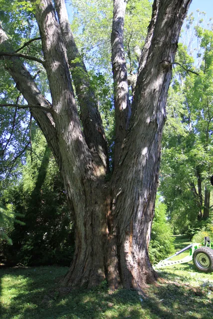work photo from accuratetree.com