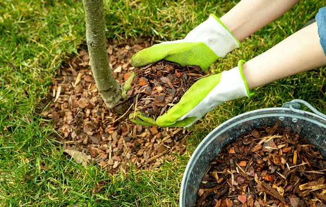 Mclellan Tree Service Inc. Tree Expert