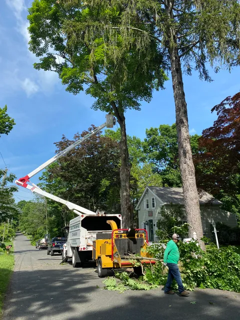 Chris T. Tree Services work photo