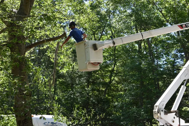 Mike & Mike's Tree Service work photo
