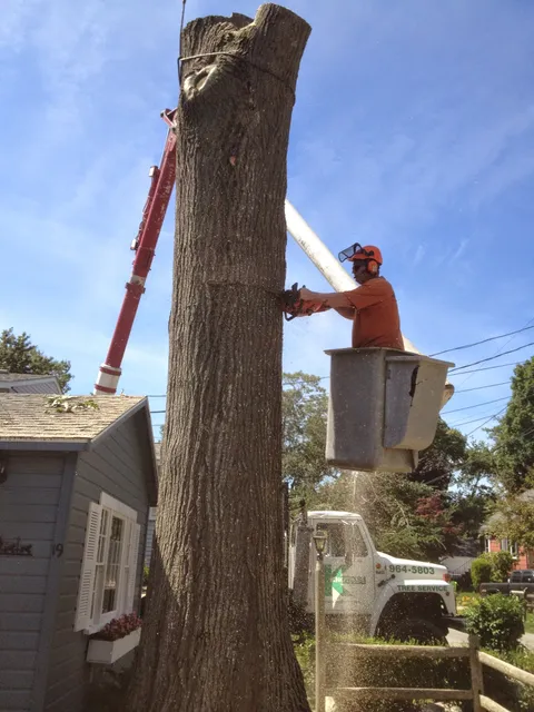 KNOWLES TREE SERVICE work photo