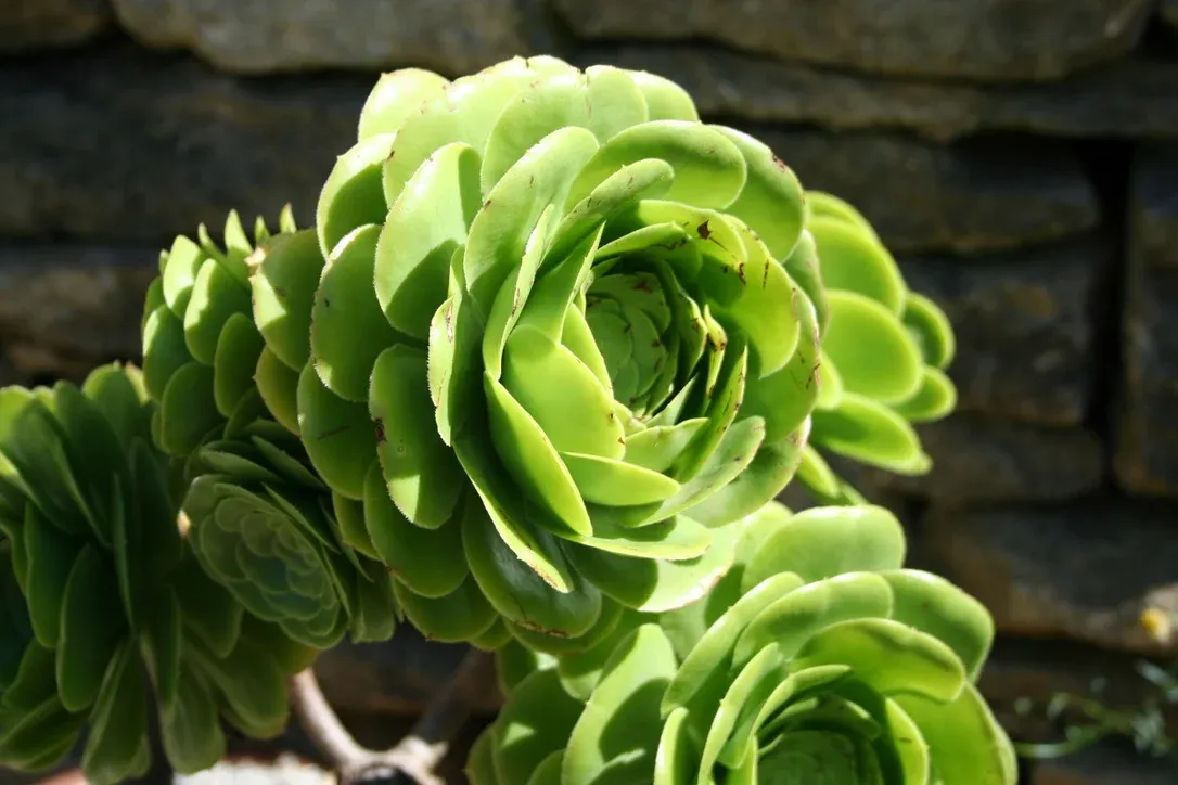 Thumbnail for the post titled: Pro Tips for Your Garden