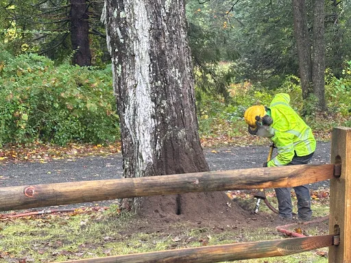 Bartlett Tree Experts work photo