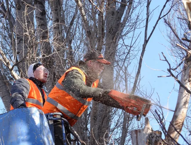 Tree Service Professionals