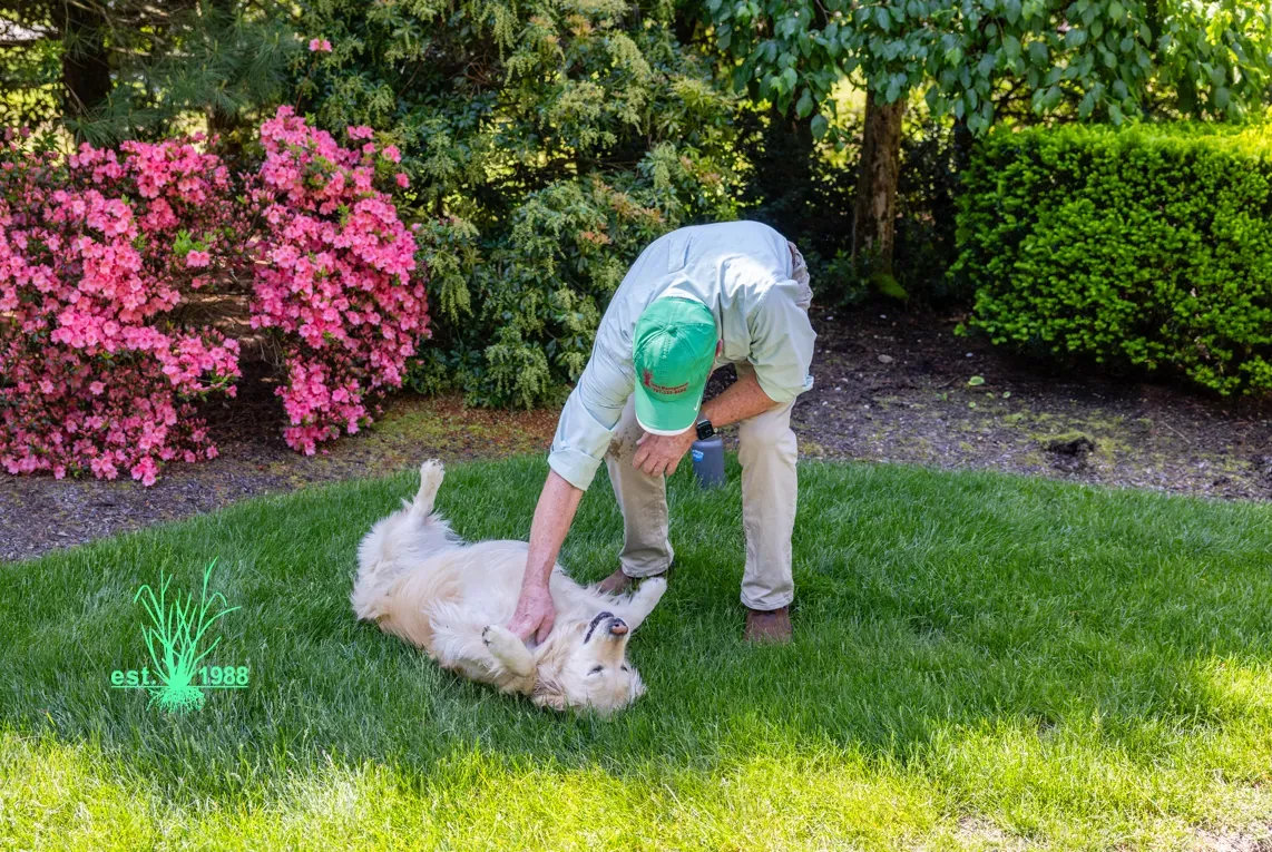 lawn care