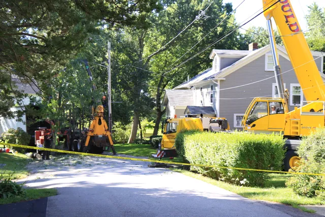 work photo from accuratetree.com