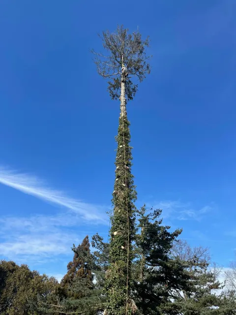 Tall, leafless tree trunk with a sparse crown against a clear blue sky