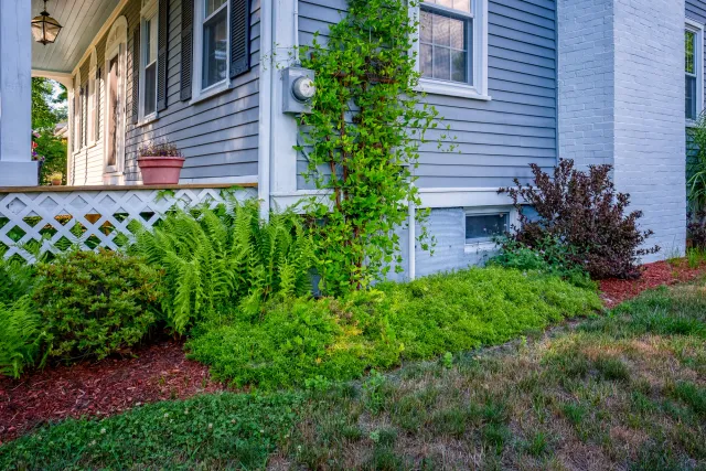 Blue house with porch, plants including ferns and ivy, red mulch, and potted plant on the porch