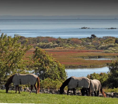 Horses in field