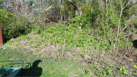 before clearing brush along a property line