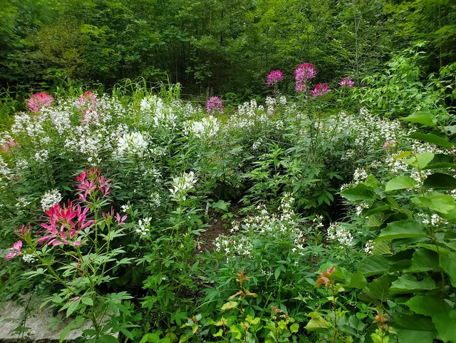 work photo from dejohnlandscaping.com