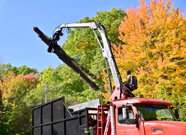 J.A. Hutchins Tree Service work photo