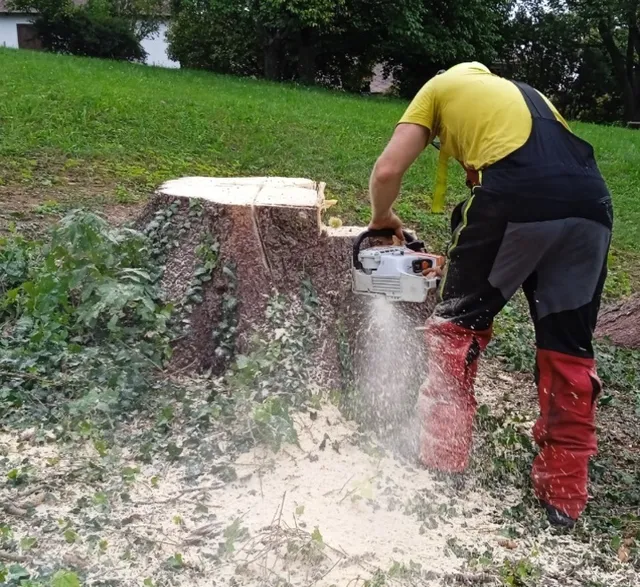 LaBier Brothers Tree Experts work photo