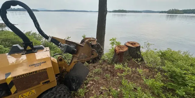 Yellow stump grinder beside lakeside tree stump