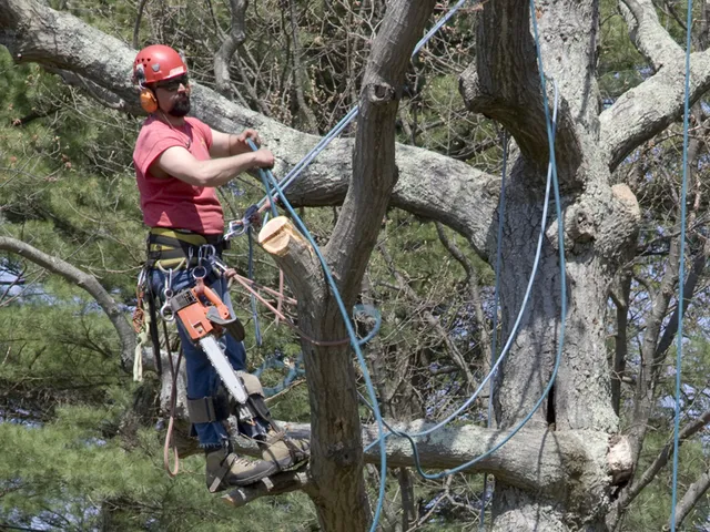 work photo from specializedtree.com