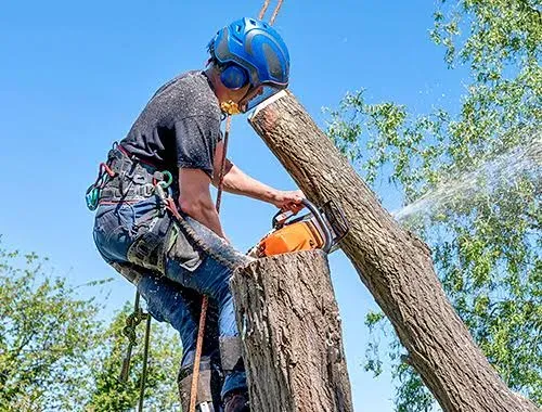 Hazardous tree marked for removal on a Massachusetts property