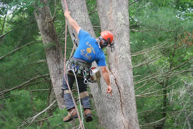 Colonial Tree Service work photo
