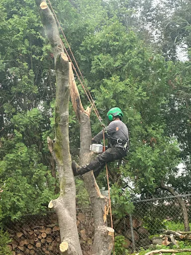 Sebastian Landscaping & Tree Services LLC work photo