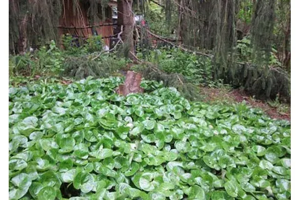 Dense wild ginger groundcover under conifers
