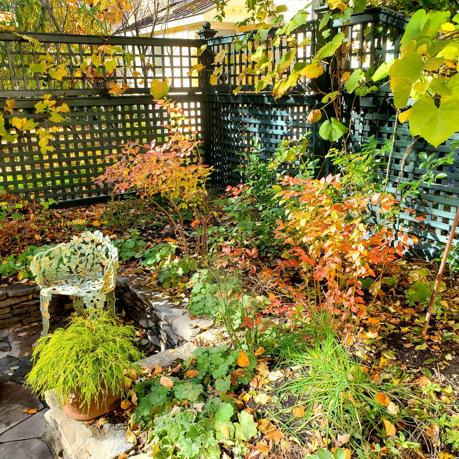 A small garden with various plants and bushes, a decorative white metal garden chair, a potted plant, and a black lattice fence with vines, illuminated by sunlight during autumn.