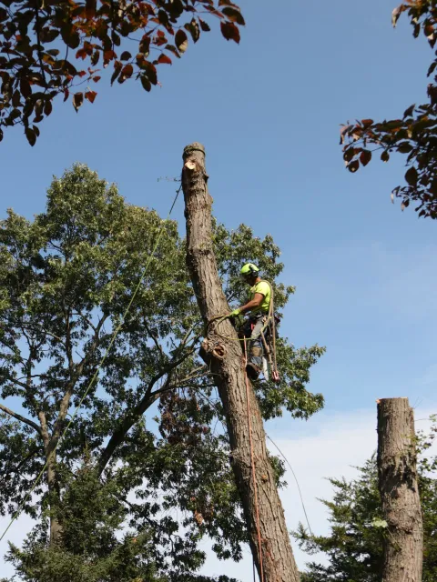 Arborist climbing a tall cut tree trunk with safety gear, trimming branches against a blue sky
