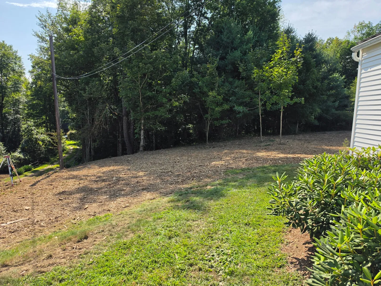 Reclaimed west yard and driveway tree line, Huntington MA