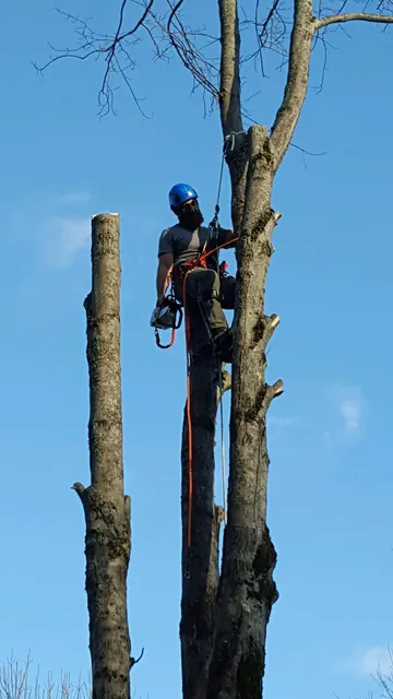 Turgeon's Tree Service work photo