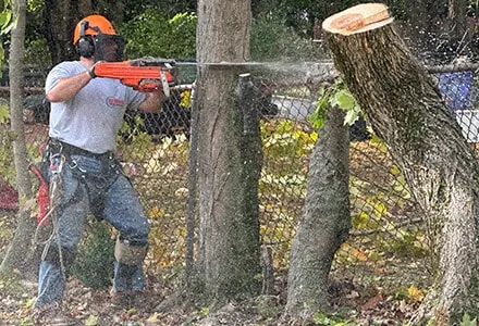 SeMass Tree Service work photo