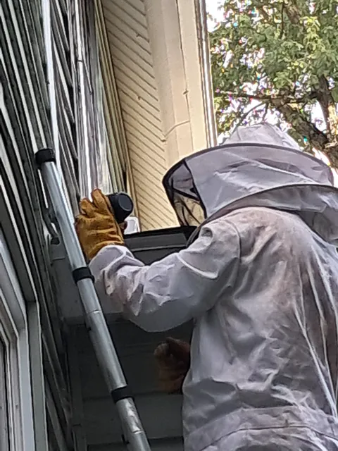 Connelly Pest Management work photo