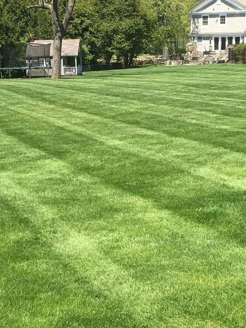 Lawn with green stripes, small shed, and house in background.