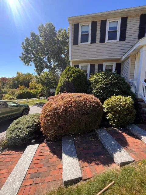 Shrubs, walkway, pruning, hedge trimming