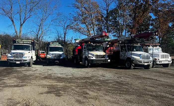 work photo from lopeztreeservices.com