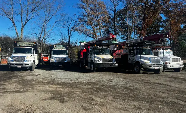work photo from lopeztreeservices.com