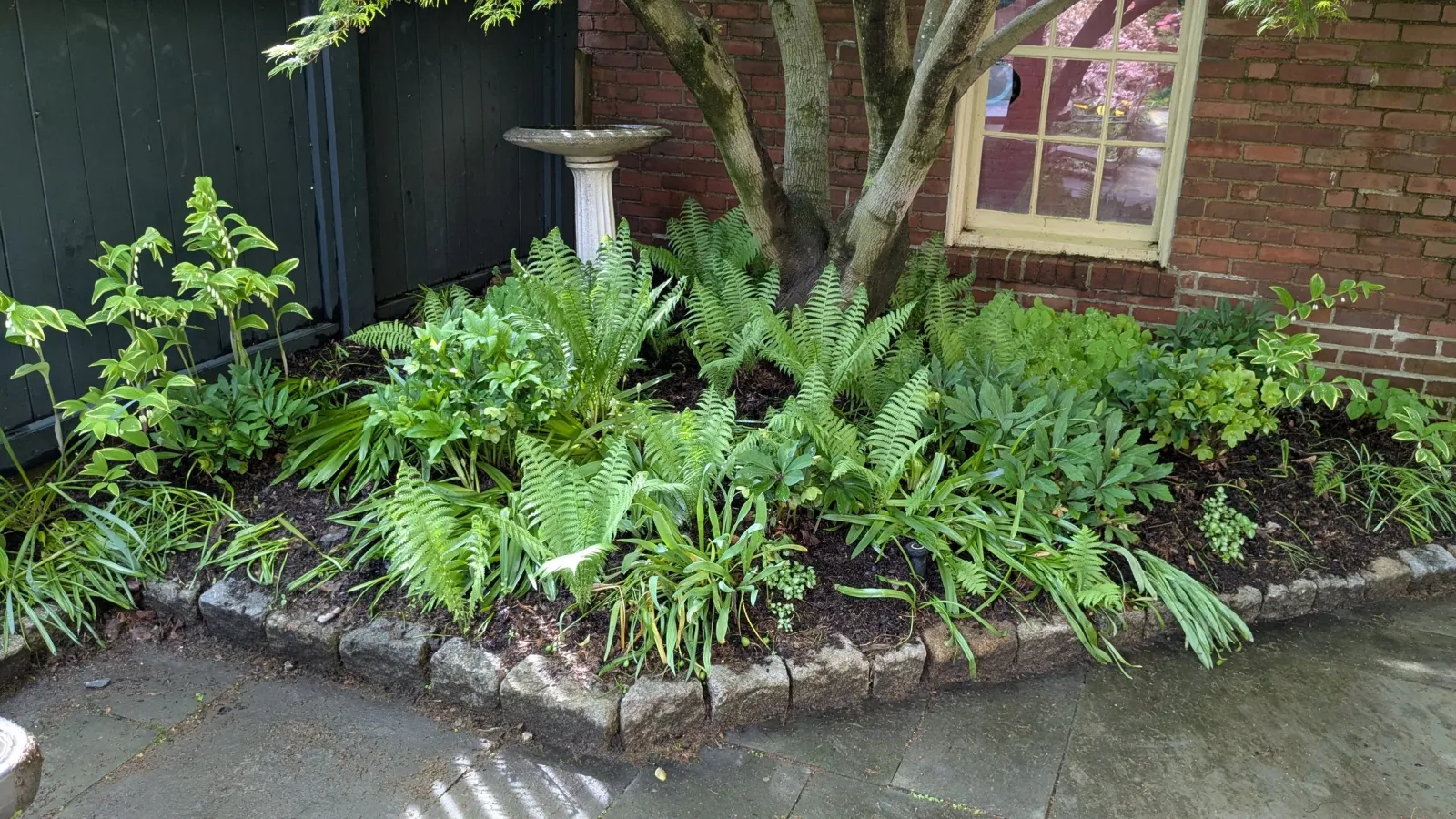 A garden bed with green plants, ferns, and a small tree next to a brick wall, a window, and a bird bath on a pedestal.
